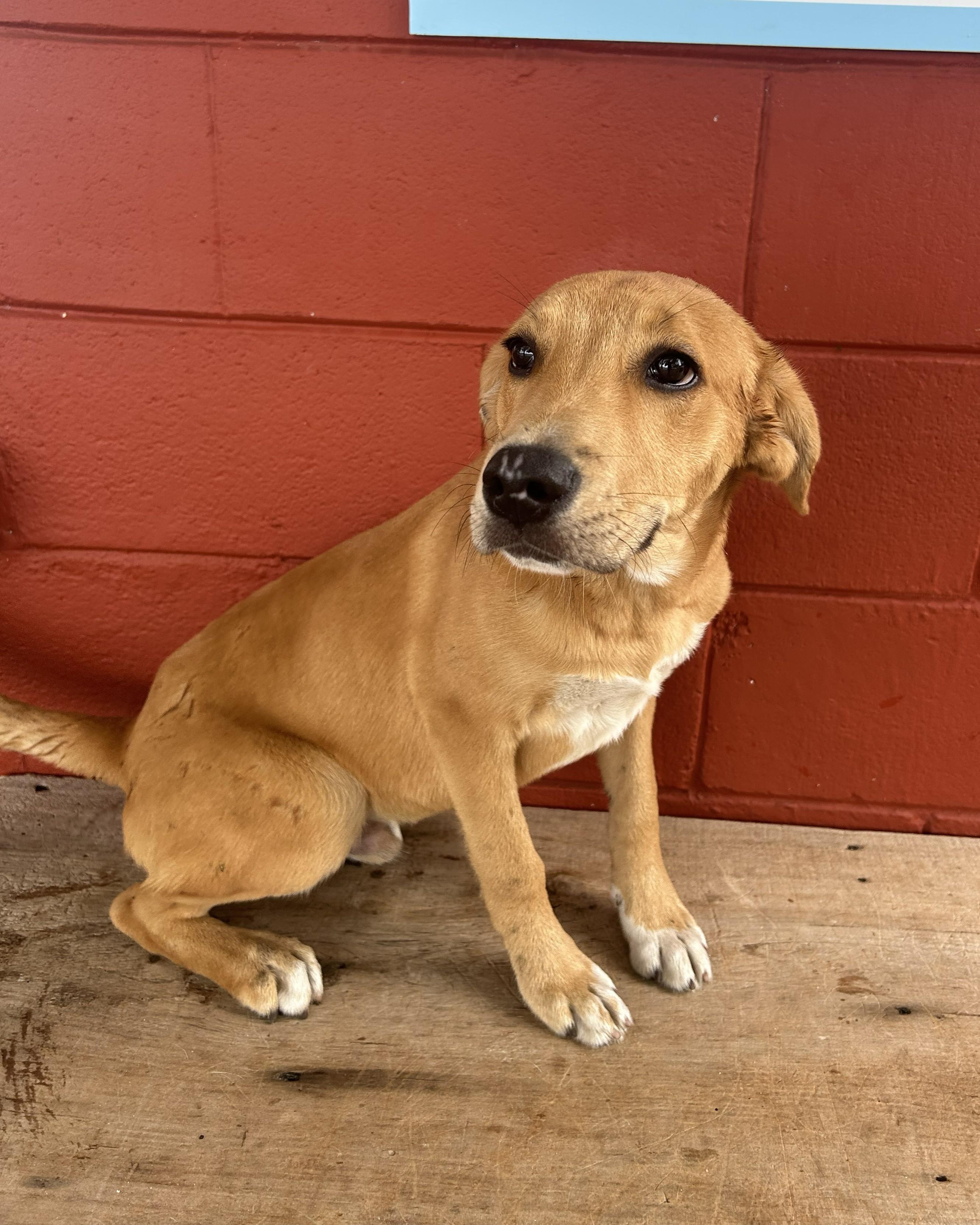 Squash, a Adoptable mixed breed in Pensacola, FL image 3/6