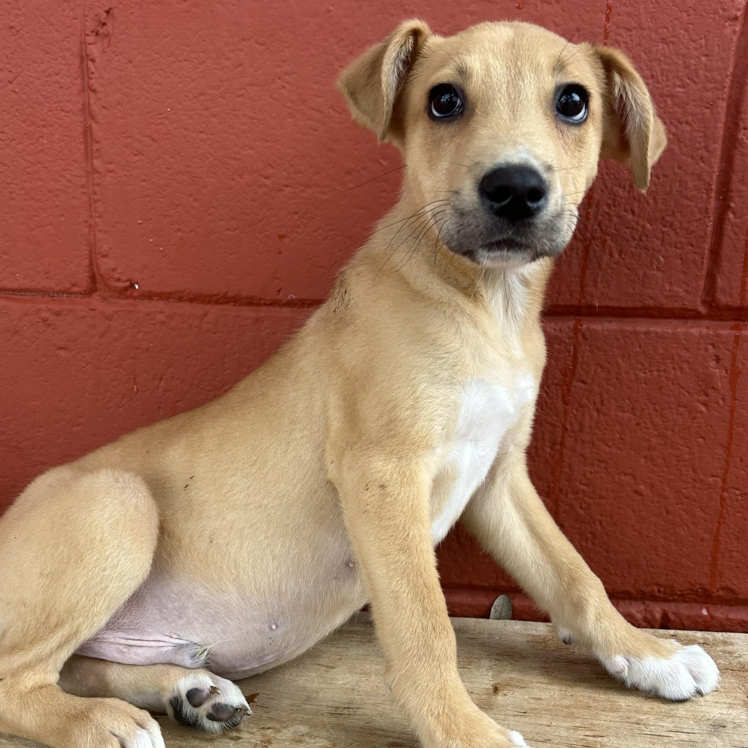Squash, Adoptable, Puppy Male Labrador Retriever.