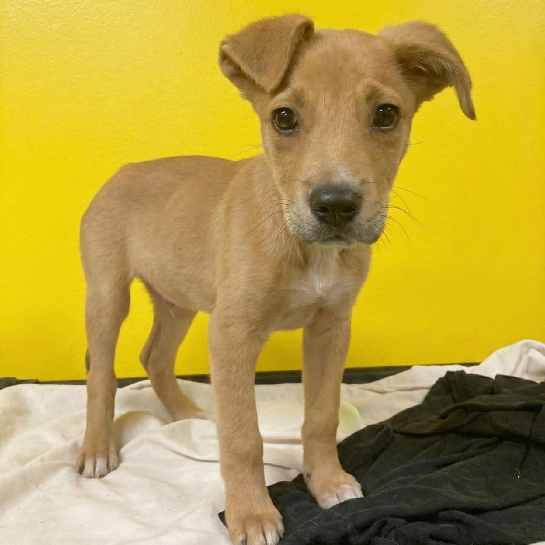 Enlarge Squash, a Adoptable mixed breed in Pensacola, FL image 6/6