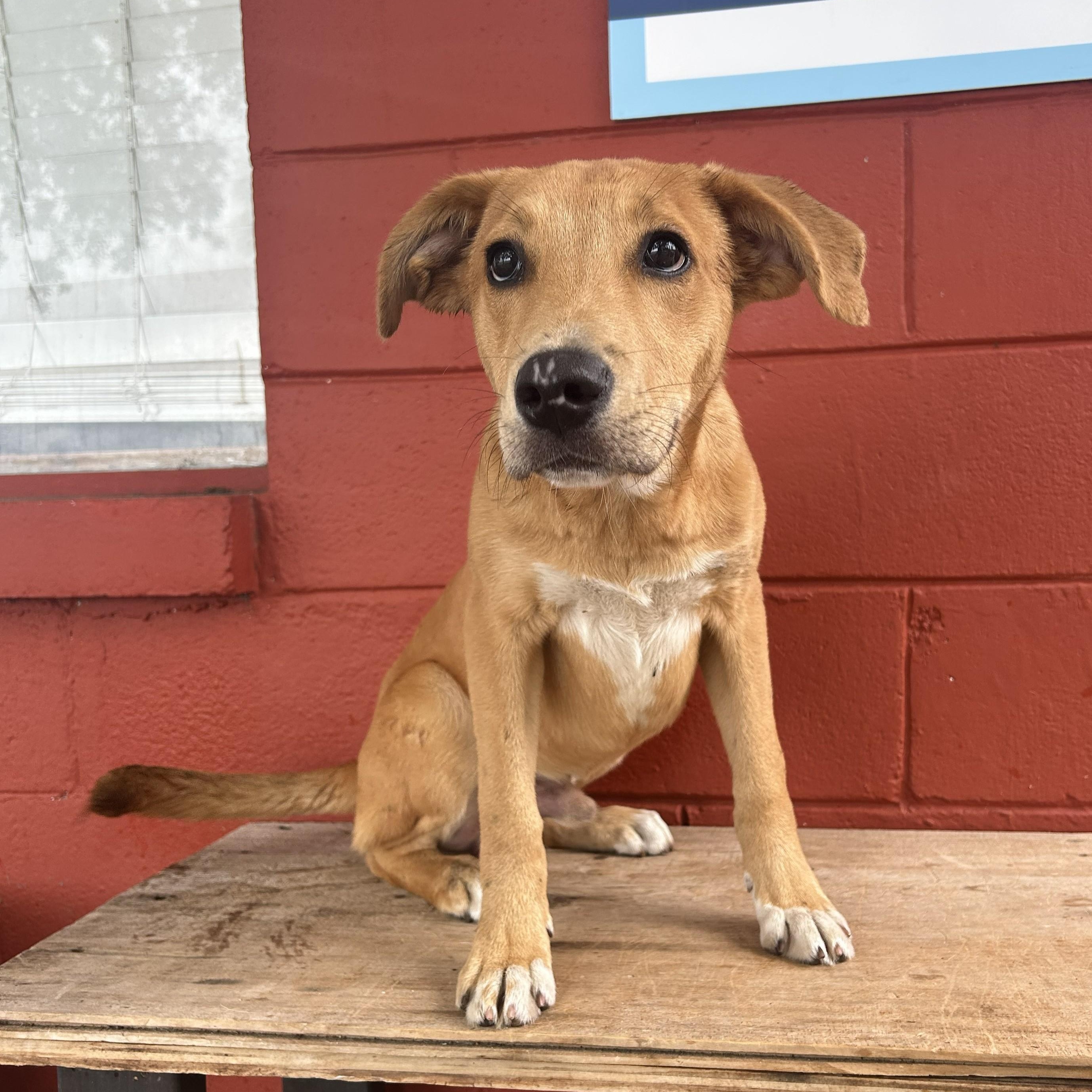 Squash, Adoptable, Puppy Male Labrador Retriever.