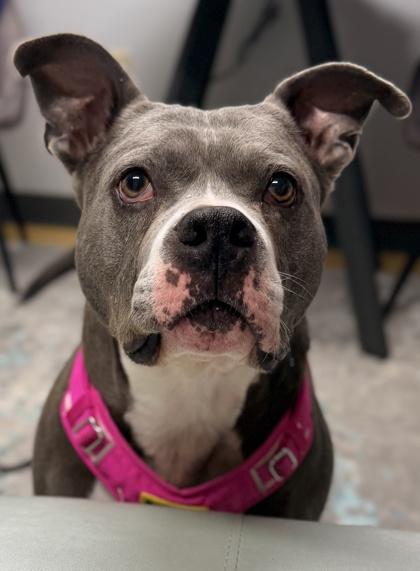 Honcho, Adoptable, Adult Male Mixed Breed & Mixed Breed.