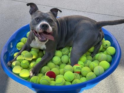 Enlarge Honcho, a Adoptable mixed breed in Cincinnati, OH image 2/3