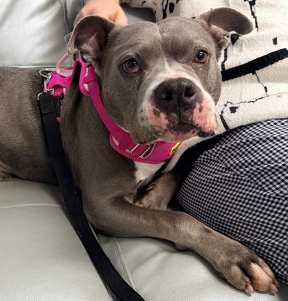 Enlarge Honcho, a Adoptable mixed breed in Cincinnati, OH image 3/3