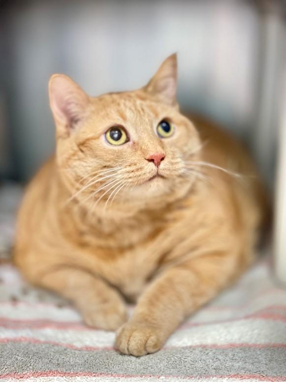 Enlarge Taffy, an adoptable Domestic Short Hair in Hamilton, ON image 1/3