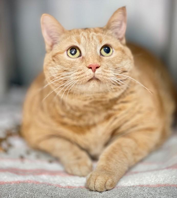 Enlarge Taffy, an adoptable Domestic Short Hair in Hamilton, ON image 2/3