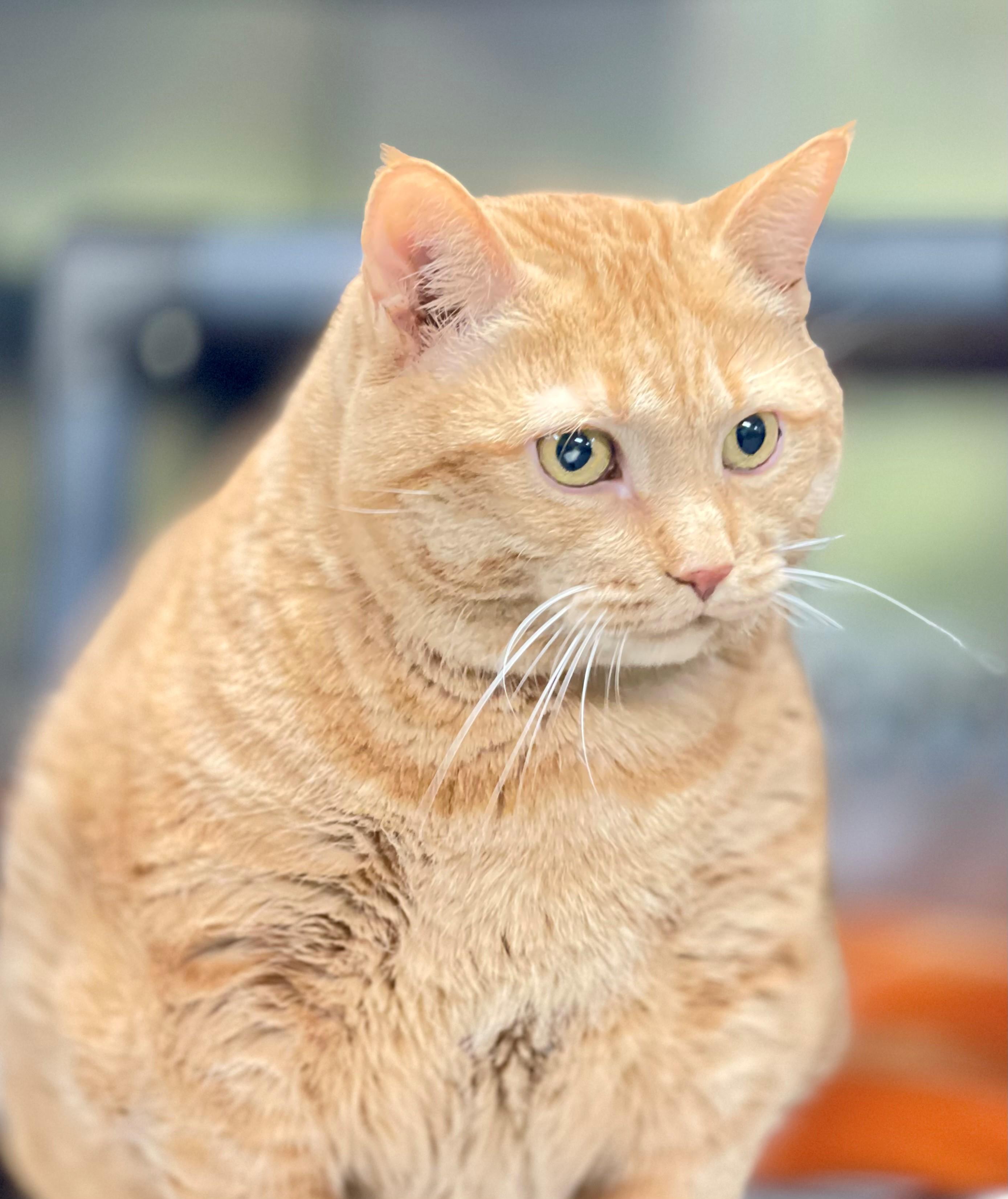 Enlarge Taffy, an adoptable Domestic Short Hair in Hamilton, ON image 3/3