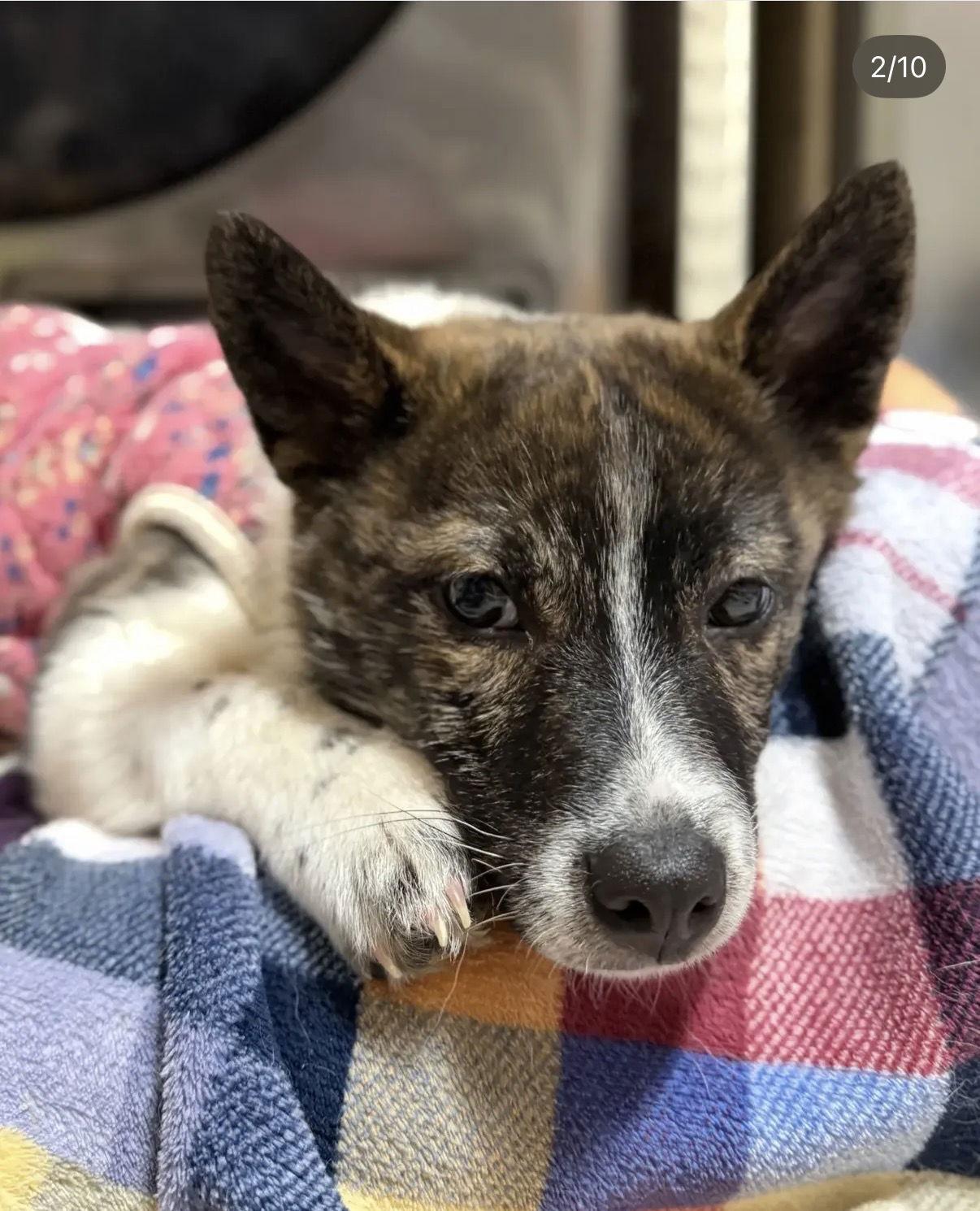 Enlarge NARAM, a Adoptable Corgi in Agoura Hills, CA image 1/3