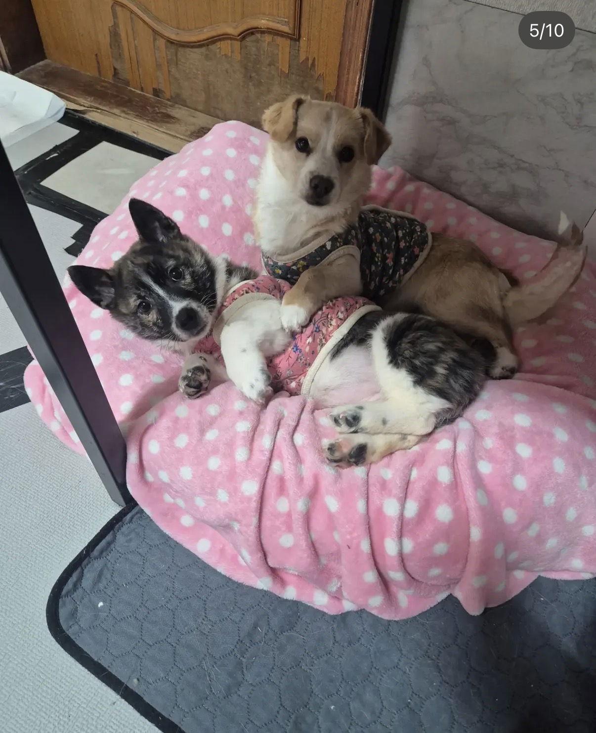 Enlarge NARAM, a Adoptable Corgi in Agoura Hills, CA image 2/3