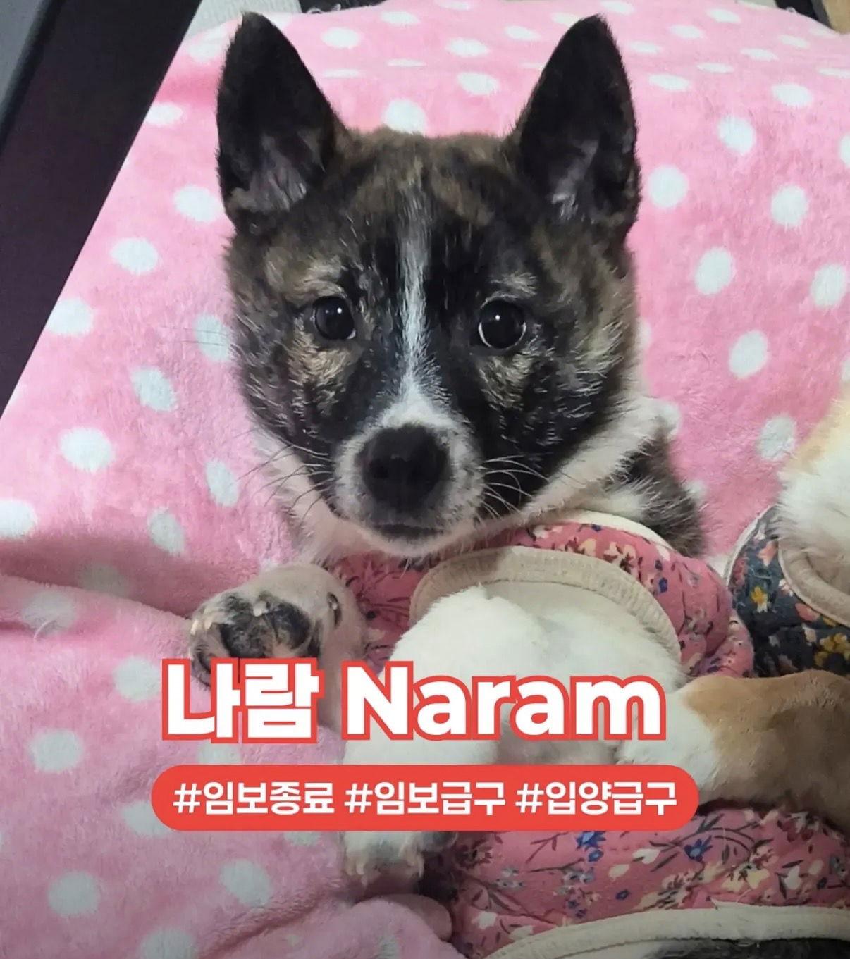 Enlarge NARAM, a Adoptable Corgi in Agoura Hills, CA image 3/3