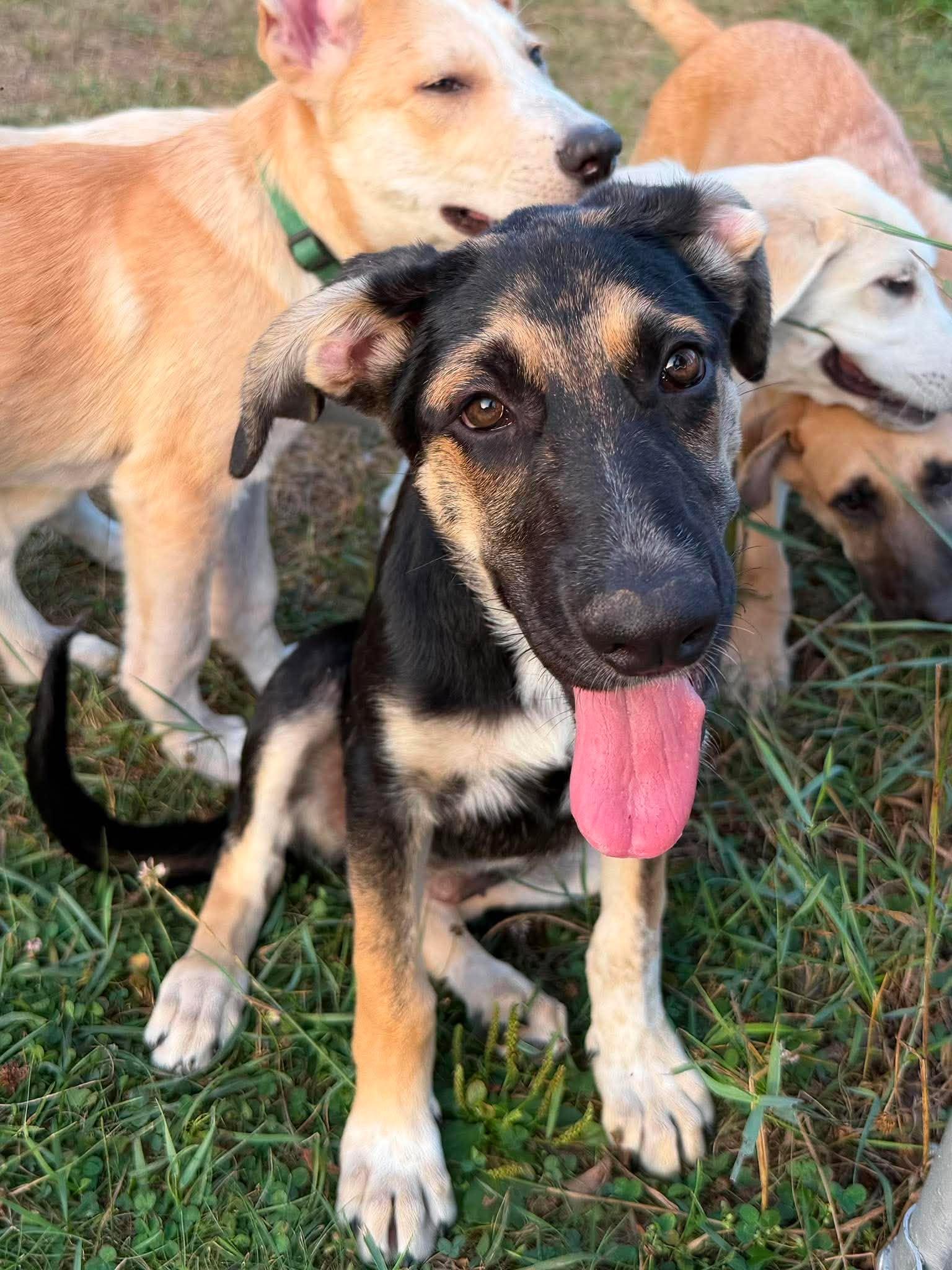 Maya, an adopted mixed breed in Kalamazoo, MI image 5/6