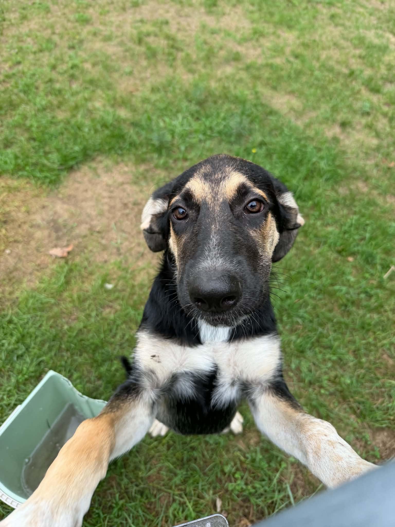 Maya, an adopted mixed breed in Kalamazoo, MI image 6/6