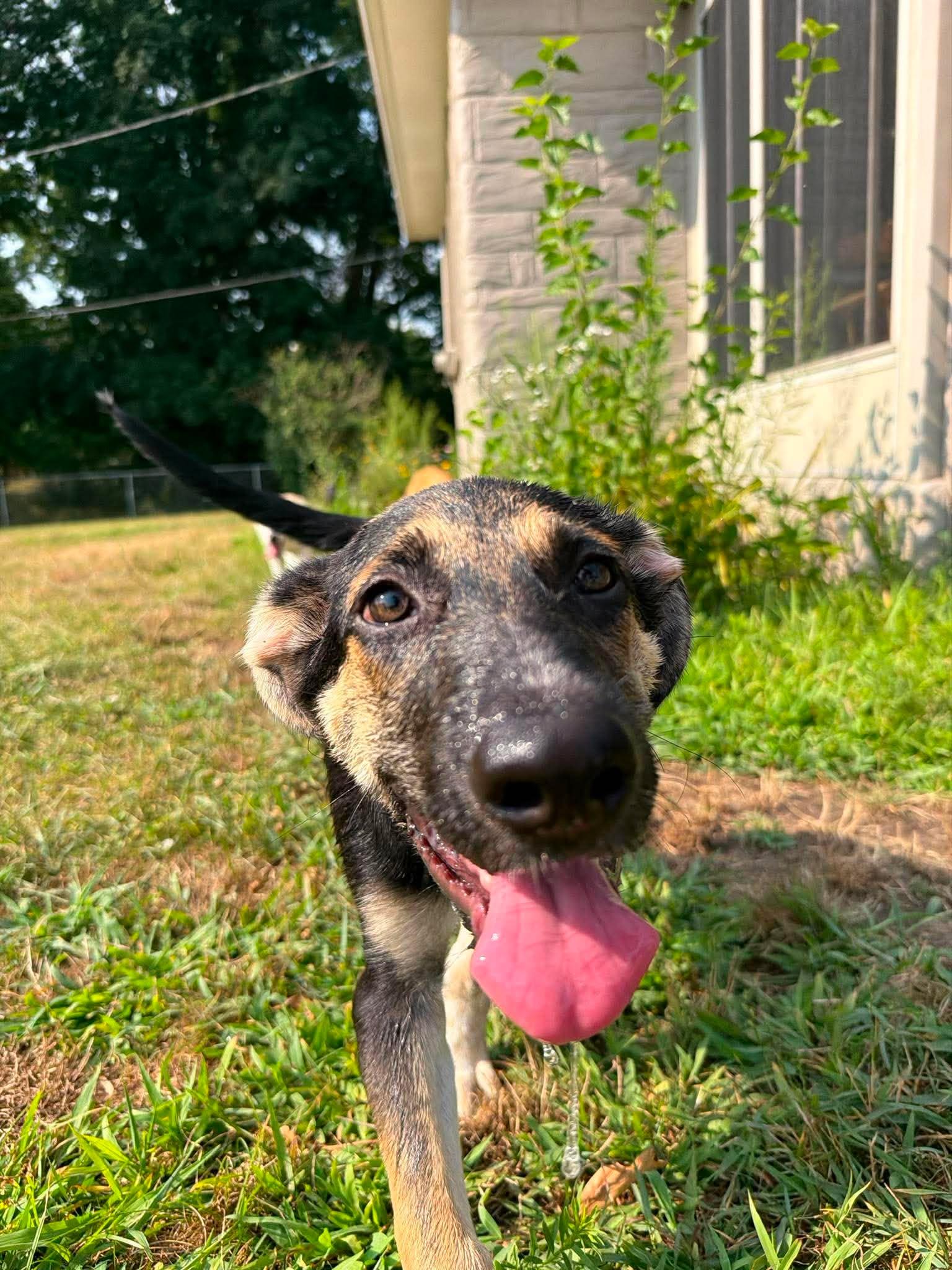 Maya, an adopted mixed breed in Kalamazoo, MI image 2/6