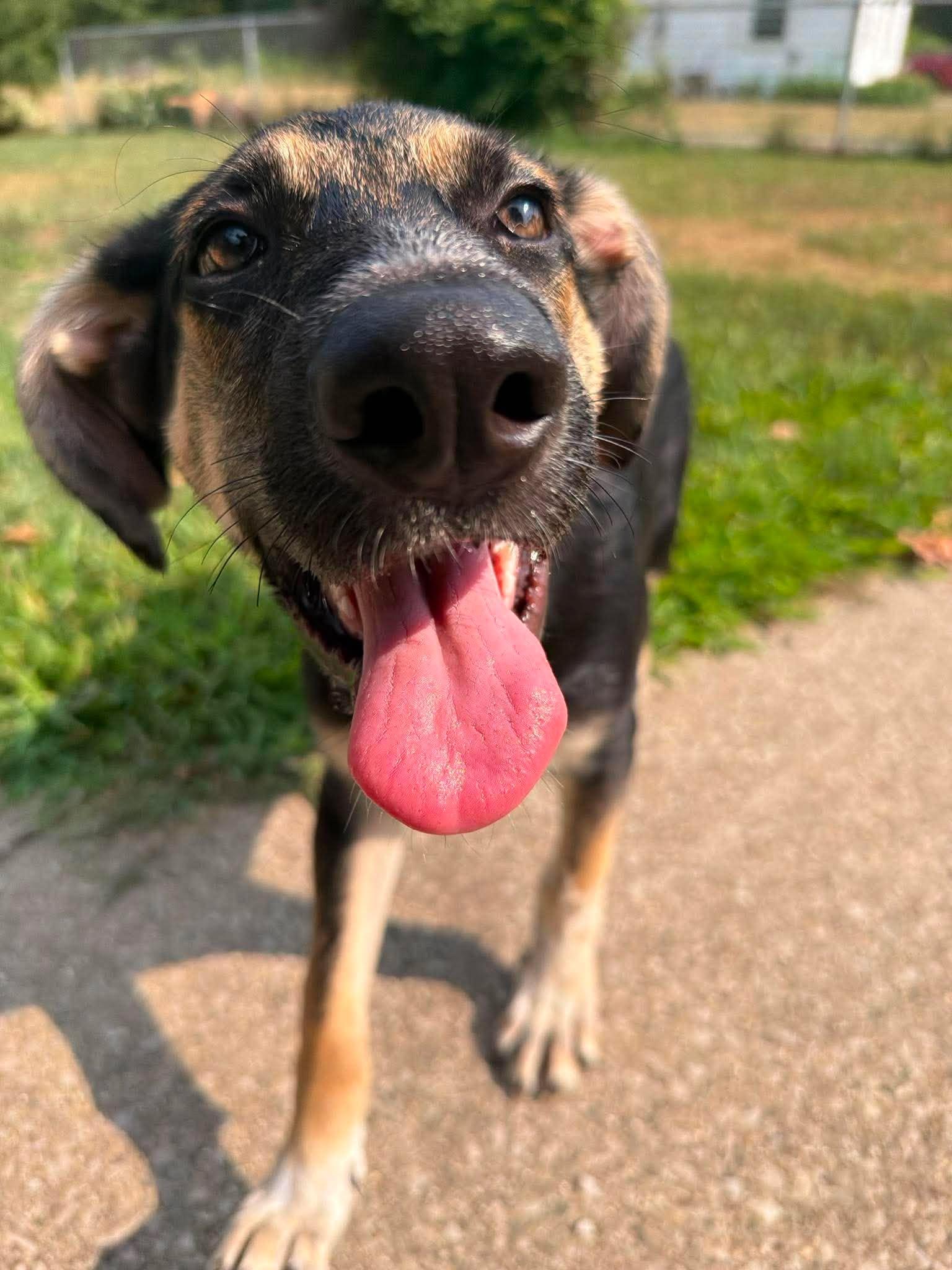 Maya, adopted, Puppy Female Shepherd & Labrador Retriever.