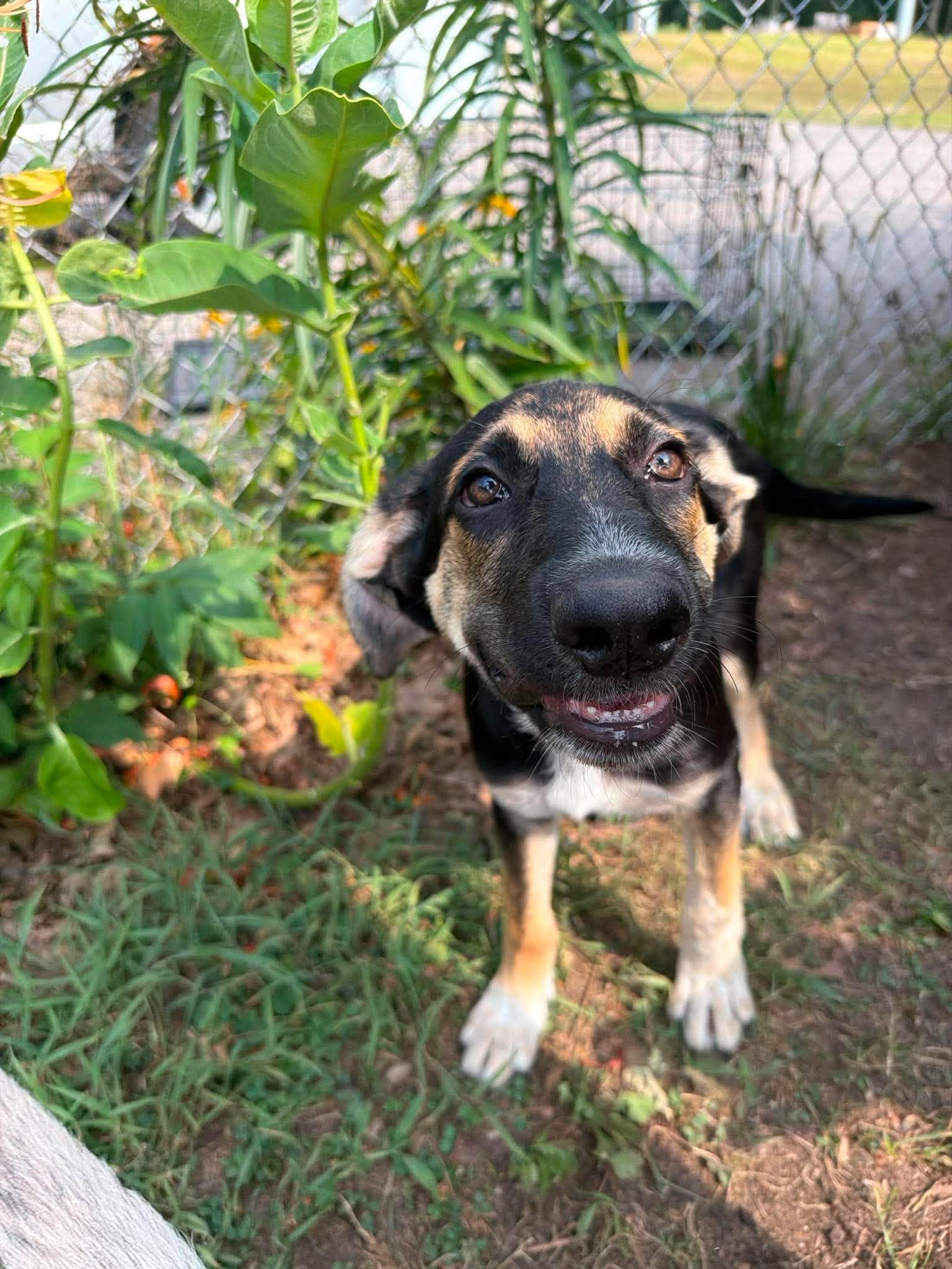 Maya, an adopted mixed breed in Kalamazoo, MI image 3/6