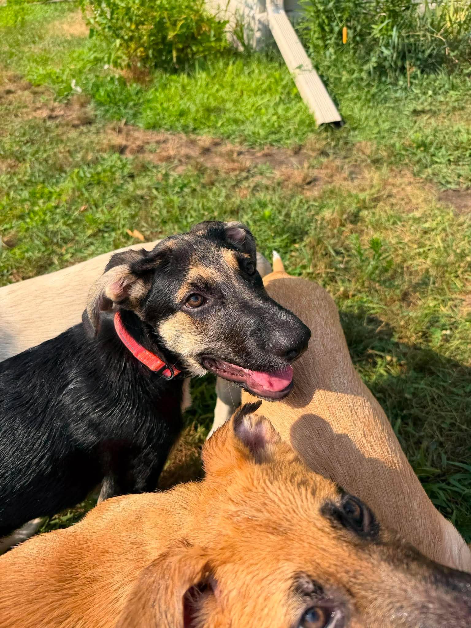 Maya, an adopted mixed breed in Kalamazoo, MI image 4/6