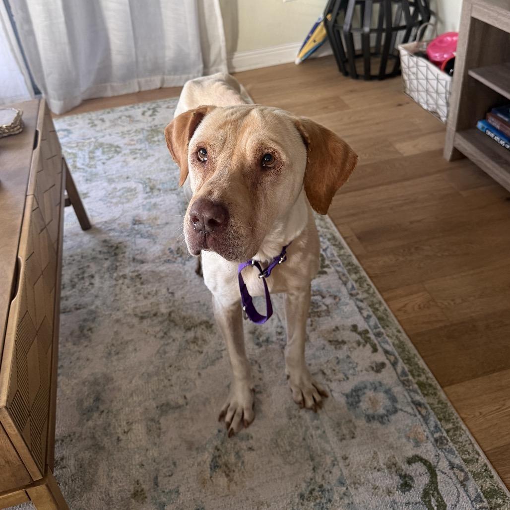 Enlarge Max, a Adoptable mixed breed in San Diego, CA image 1/6