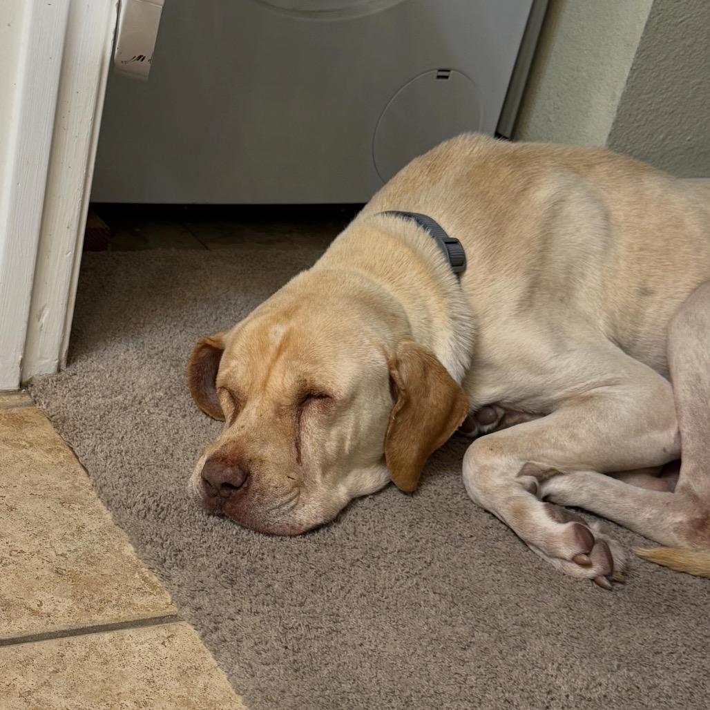 Enlarge Max, a Adoptable mixed breed in San Diego, CA image 2/6