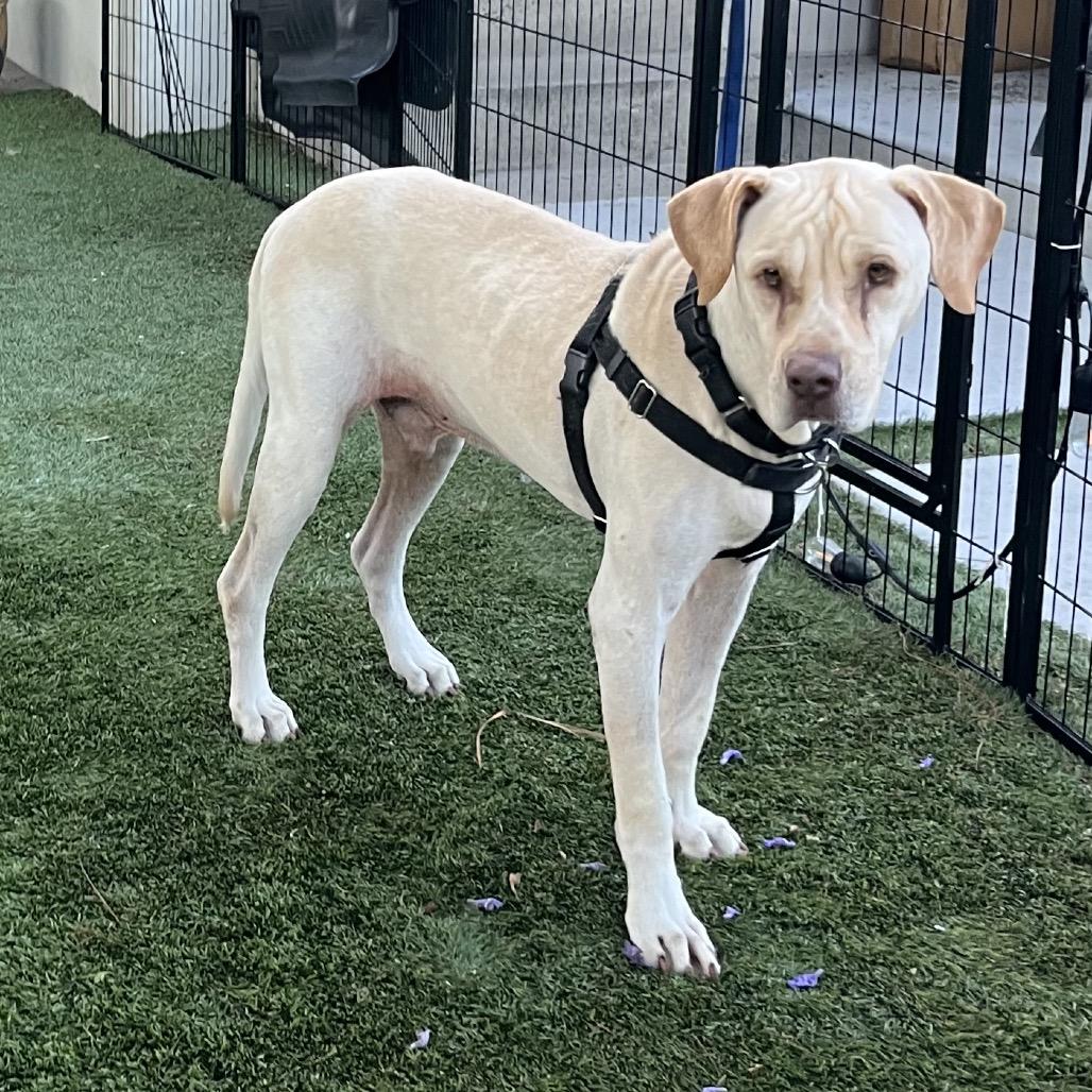 Enlarge Max, a Adoptable mixed breed in San Diego, CA image 4/6