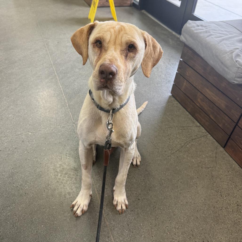 Enlarge Max, a Adoptable mixed breed in San Diego, CA image 5/6