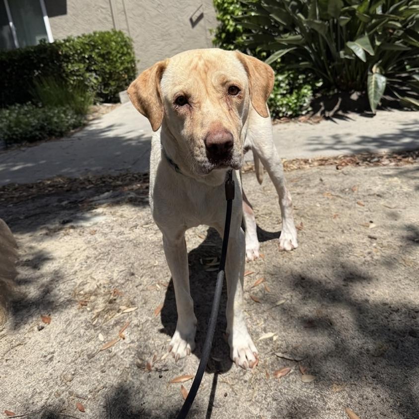 Enlarge Max, a Adoptable mixed breed in San Diego, CA image 6/6