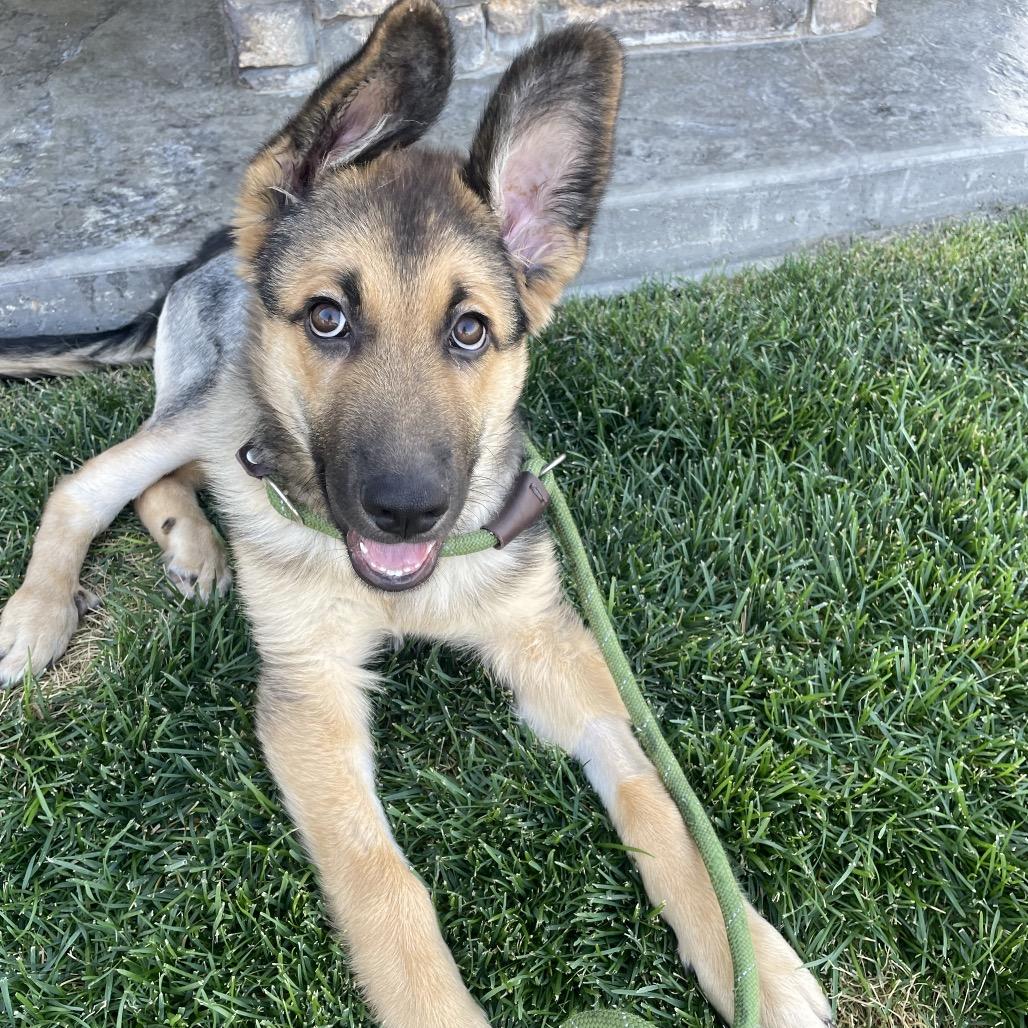 Tropper, Adoptable, Puppy Male Shepherd.