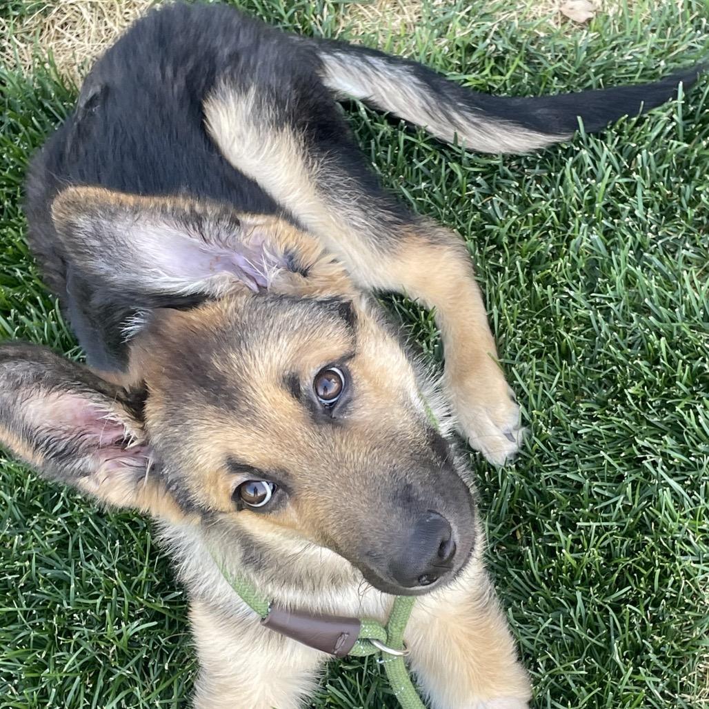 Enlarge Tropper, a Adoptable Shepherd in Cashmere, WA image 2/5