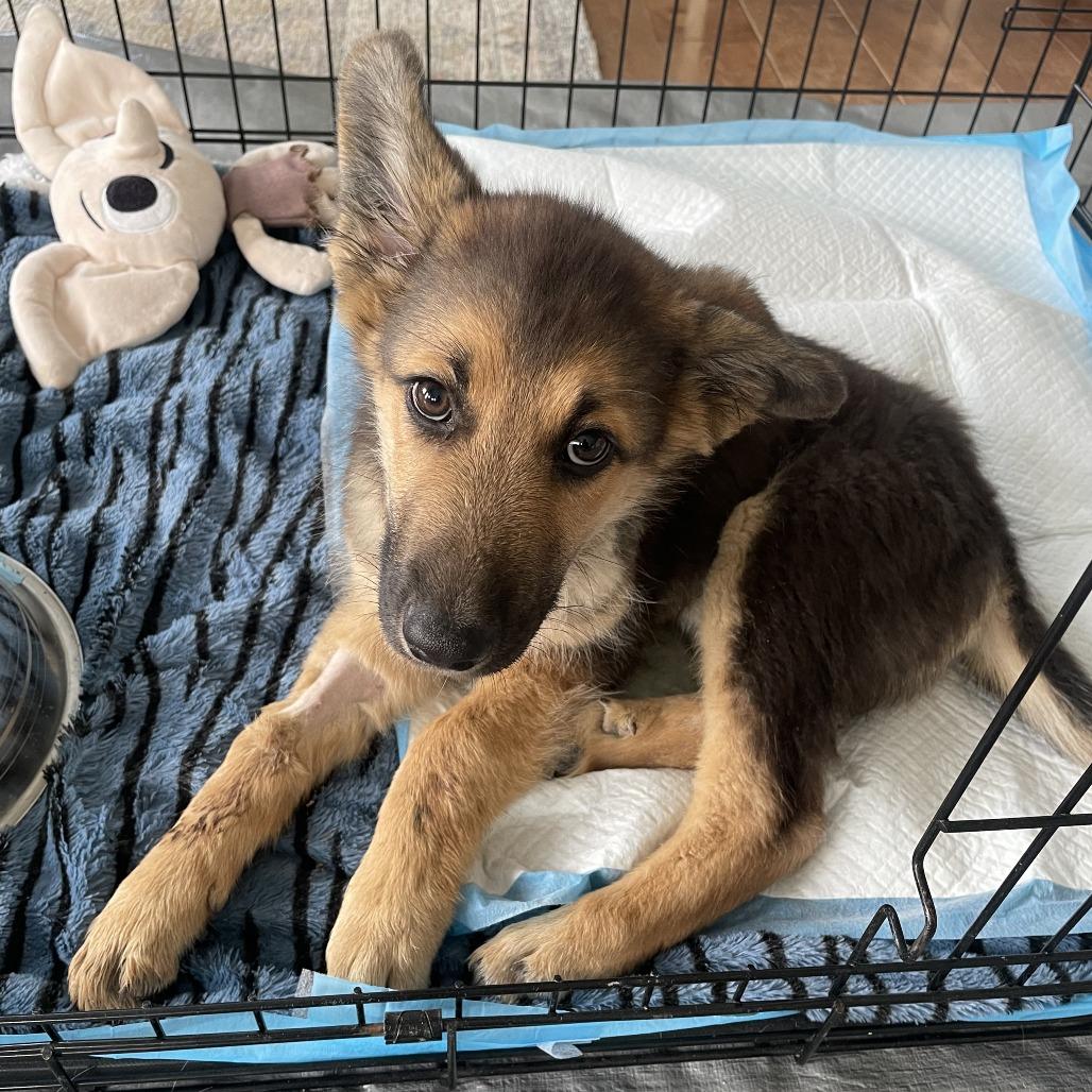 Enlarge Tropper, a Adoptable Shepherd in Cashmere, WA image 3/5