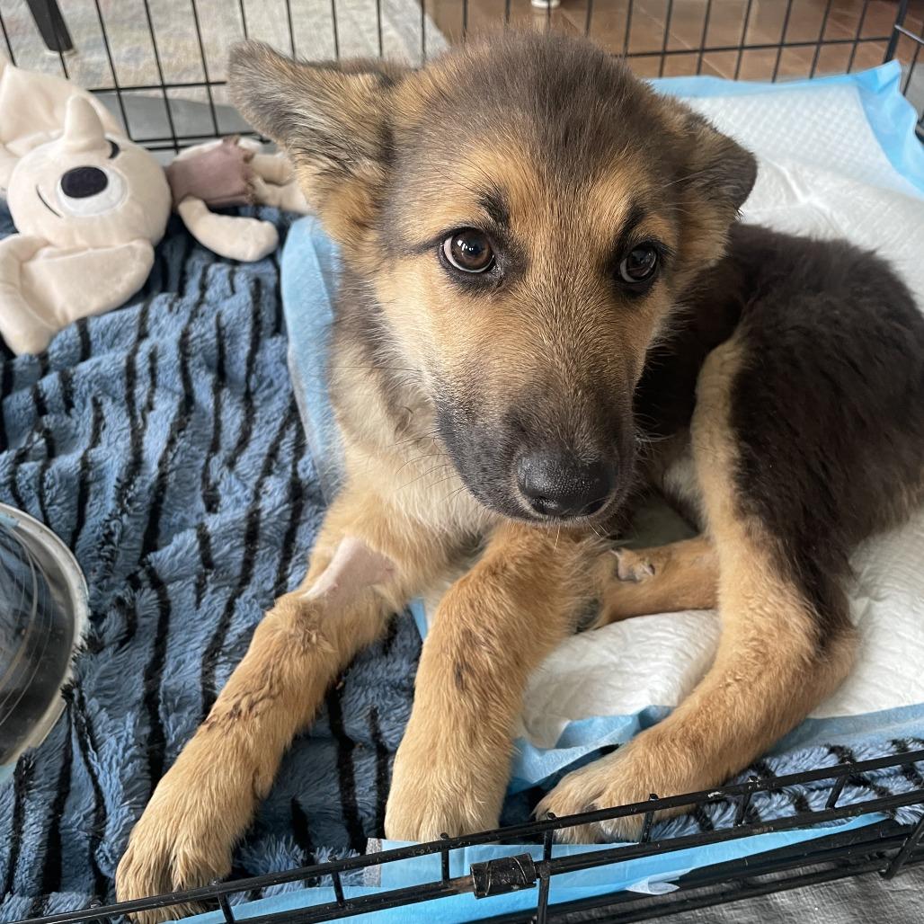 Enlarge Tropper, a Adoptable Shepherd in Cashmere, WA image 4/5