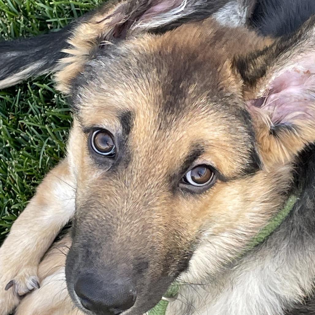 Enlarge Tropper, a Adoptable Shepherd in Cashmere, WA image 5/5