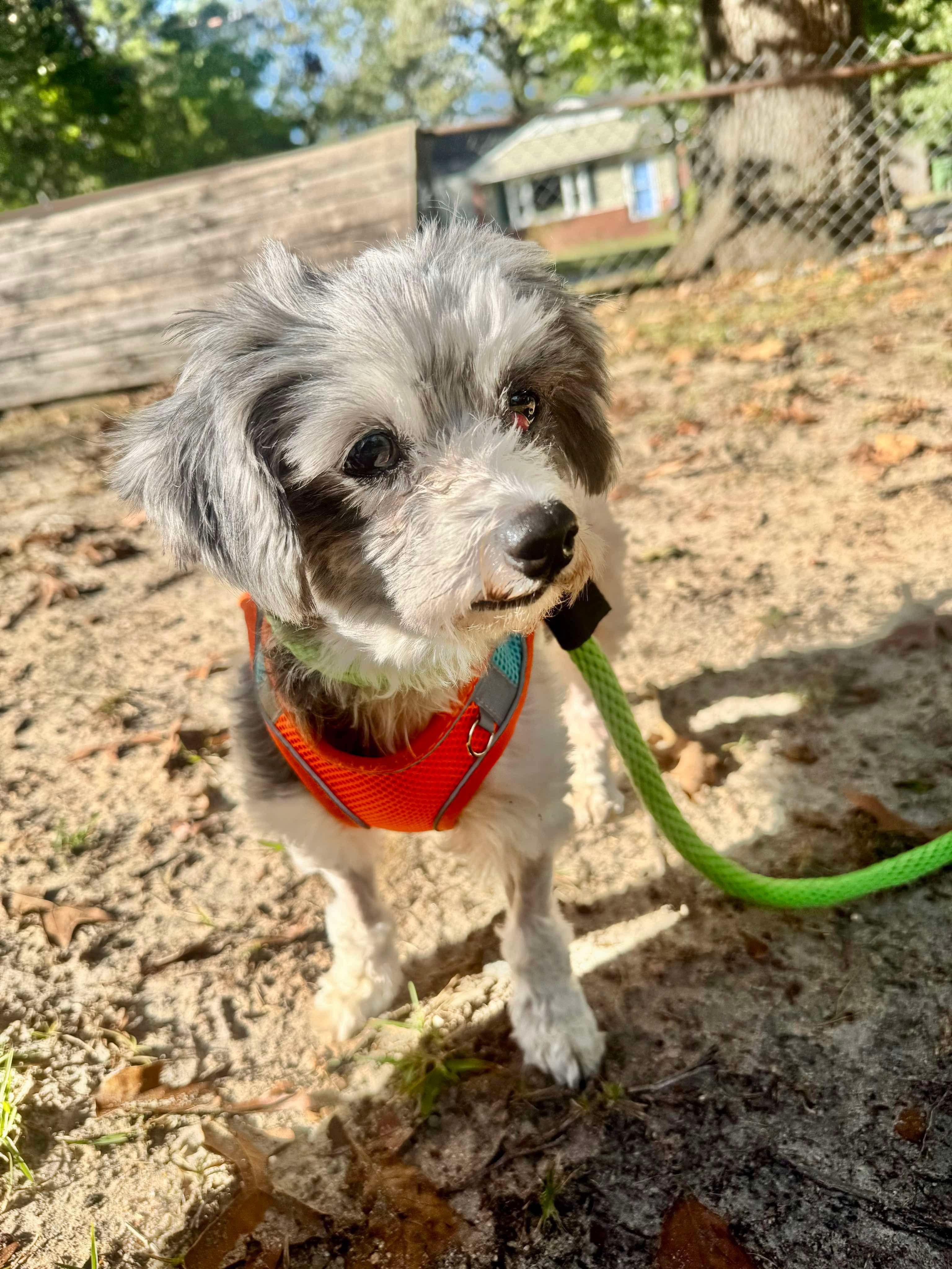 Minnie, a ADOPTABLE Shih Tzu in Crystal Lake, IL image 2/4