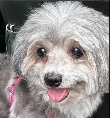 Minnie, a ADOPTABLE Shih Tzu in Crystal Lake, IL image 3/4