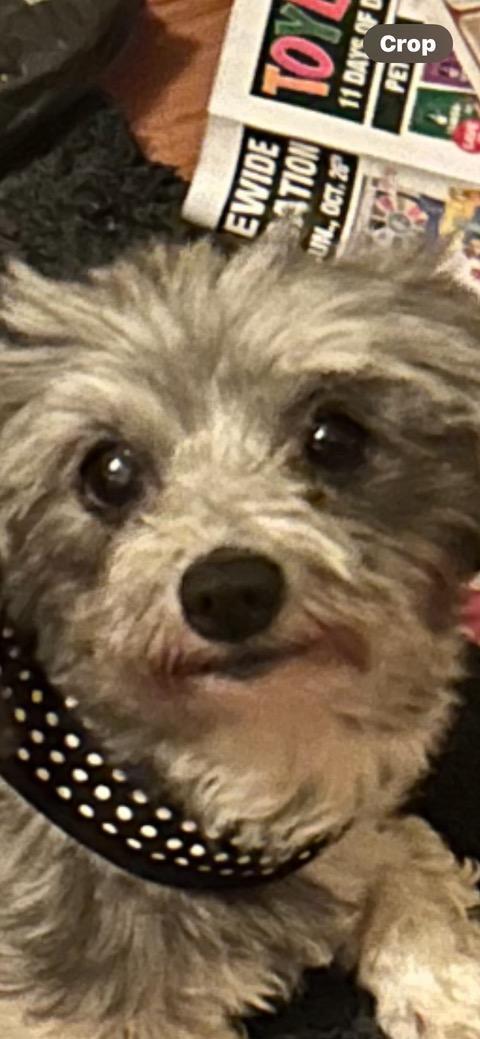 Minnie, a ADOPTABLE Shih Tzu in Crystal Lake, IL image 4/4