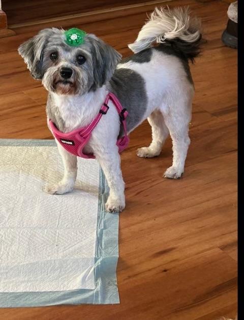 Minnie, a ADOPTABLE Shih Tzu in Crystal Lake, IL image 1/4