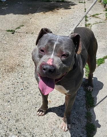 Enlarge DANIMALS, a Adoptable Pit Bull Terrier in Dayton, OH image 1/1