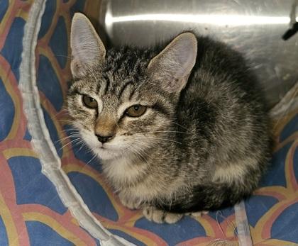 Cinnamon, Adoptable, Young Female Domestic Short Hair & Domestic Short Hair.