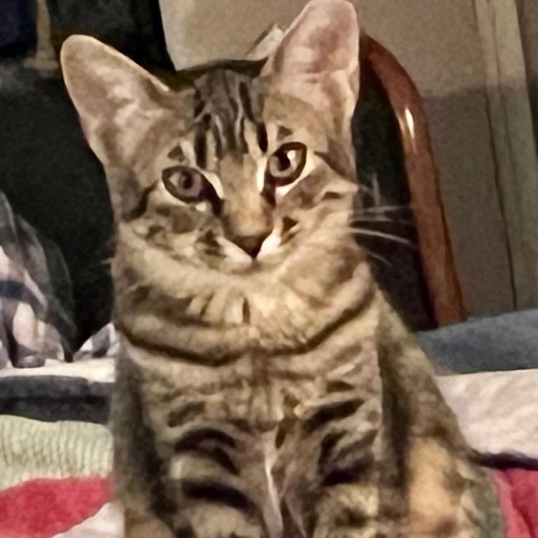 Enlarge Runt, a Adoptable Domestic Short Hair in Tulsa, OK image 1/4