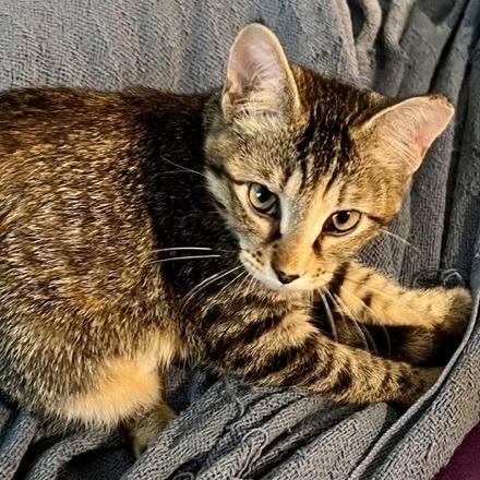 Enlarge Runt, a Adoptable Domestic Short Hair in Tulsa, OK image 2/4