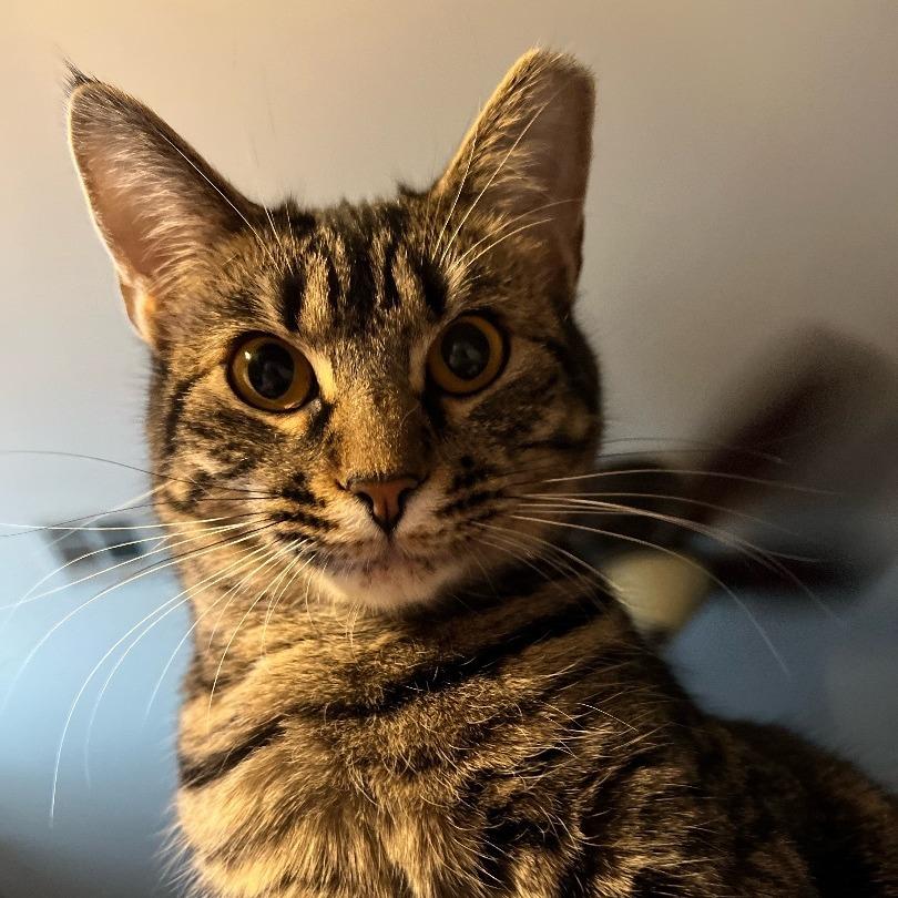 Enlarge Runt, a Adoptable Domestic Short Hair in Tulsa, OK image 3/4