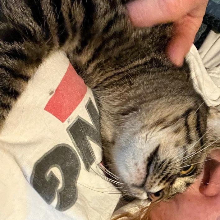 Enlarge Runt, a Adoptable Domestic Short Hair in Tulsa, OK image 4/4