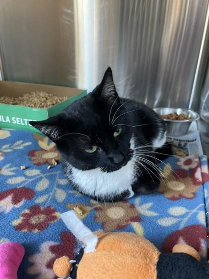 Enlarge Bunny, a Adoptable mixed breed in Clayton, GA image 1/1