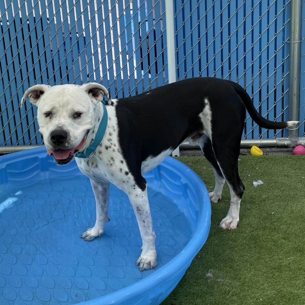 Enlarge Joe Star, a ADOPTABLE Pit Bull Terrier in Las Vegas, NV image 2/4