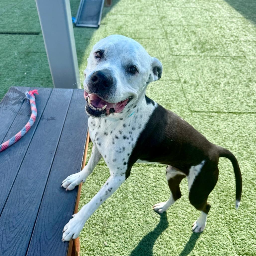 Enlarge Joe Star, a ADOPTABLE Pit Bull Terrier in Las Vegas, NV image 4/4