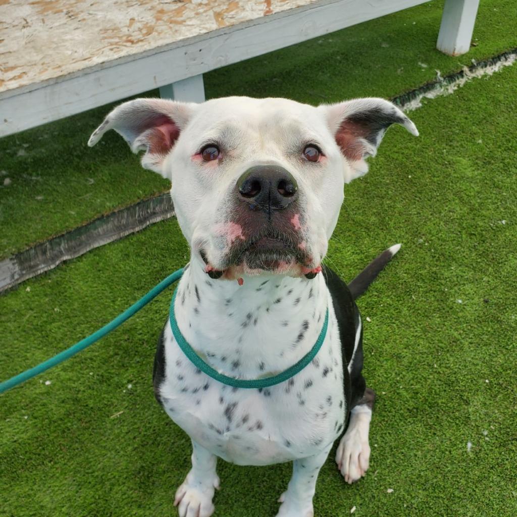 Enlarge Joe Star, a ADOPTABLE Pit Bull Terrier in Las Vegas, NV image 1/4