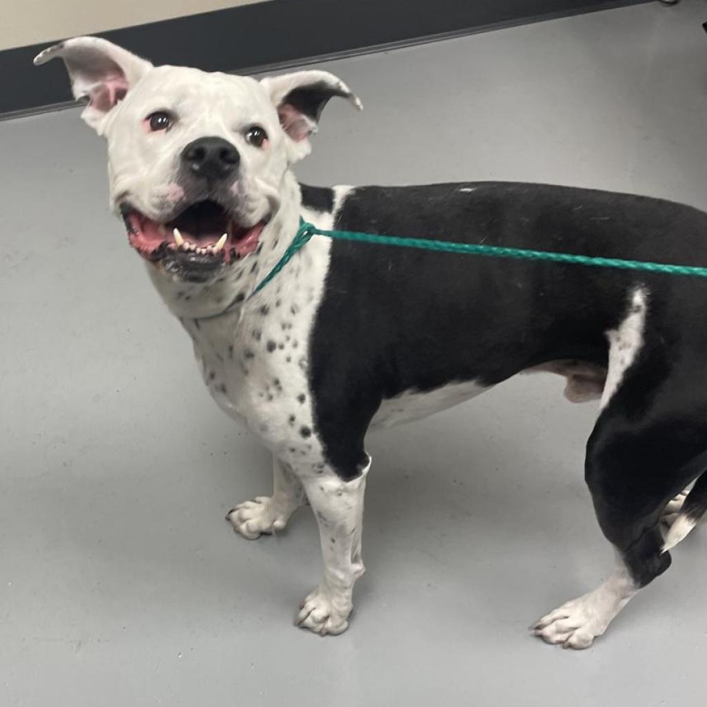 Enlarge Joe Star, a ADOPTABLE Pit Bull Terrier in Las Vegas, NV image 3/4