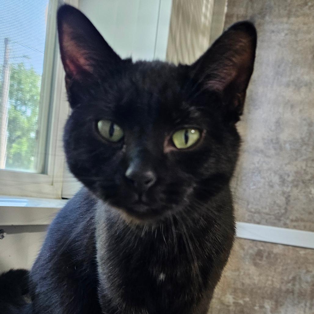 Blackie, Adoptable, Adult Female Domestic Short Hair.