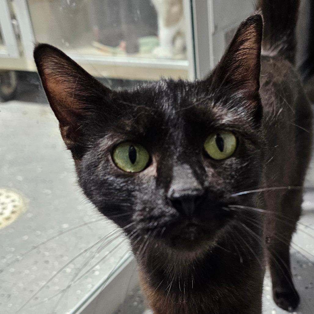 Blackie, a Adoptable Domestic Short Hair in Grinnell, IA image 1/4