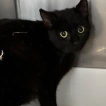 Blackie, a Adoptable Domestic Short Hair in Grinnell, IA image 3/4
