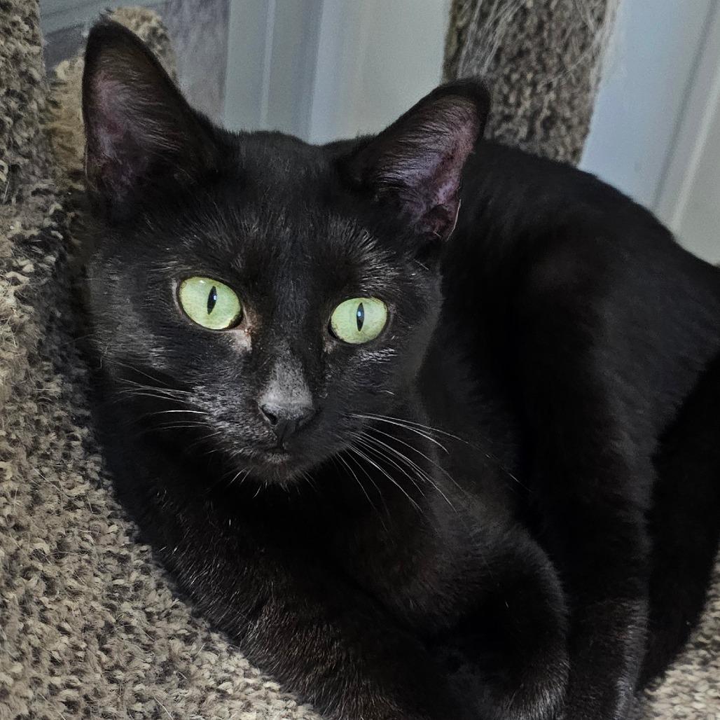 Blackie, a Adoptable Domestic Short Hair in Grinnell, IA image 4/4