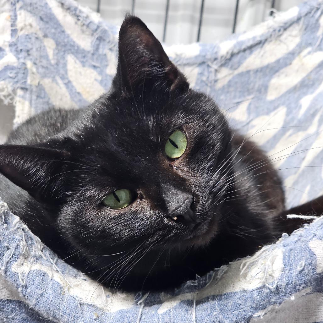 Enlarge Blackie, a Adoptable Domestic Short Hair in Grinnell, IA image 4/5