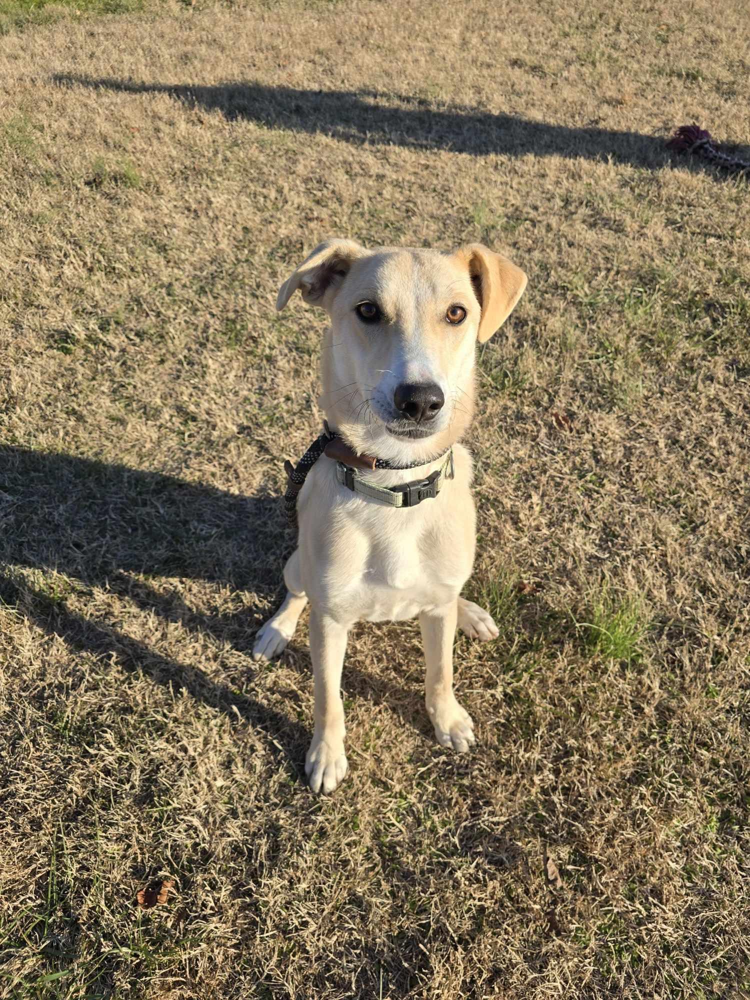 Rowan (Rescue), a Adoptable mixed breed in Springfield, MO image 1/6